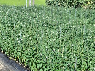 구봉갑산님의 참깨 · 영농일지 작성글 사진