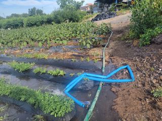 이시형님의 기타작물 · 영농일지 작성글 사진