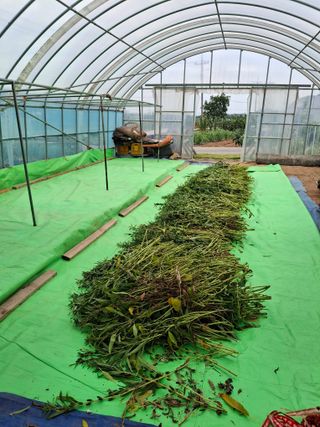 구봉갑산님의 참깨 · 영농일지 작성글 사진
