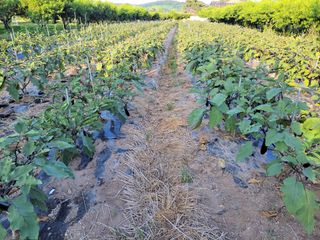 이시형님의 기타작물 · 영농일지 작성글 사진