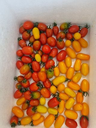 참깨16081님의 고추 · 영농일지 작성글 사진