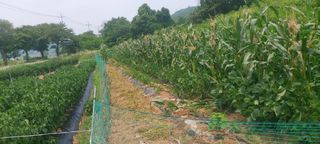 즐겁게 일하는조시형님의 기타작물 · 영농일지 작성글 사진