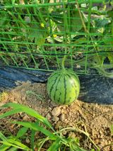 팜모닝 기타작물·영농일지 게시글 이미지