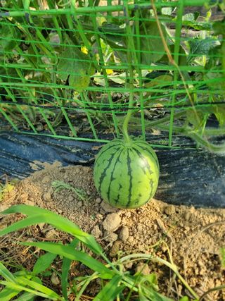 이한호님의 기타작물 · 영농일지 작성글 사진