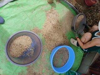 삼성농산님의 마늘 · 영농일지 작성글 사진