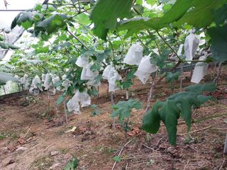 영수농원님의 고추 · 영농일지 작성글 사진