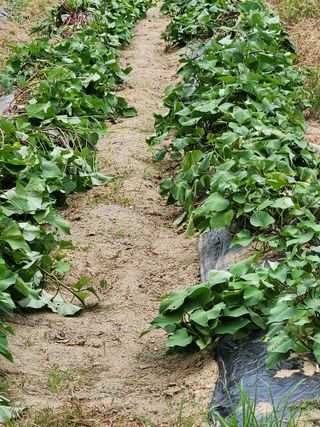 gksfid1112님의 고구마 · 영농일지 작성글 사진