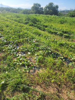 박병한님의 고구마 · 영농일지 작성글 사진