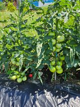 팜모닝 벼·영농일지 게시글 이미지