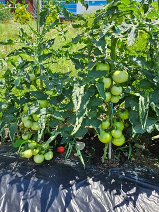 원종문님의 벼 · 영농일지 작성글 사진