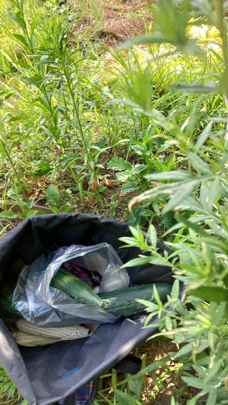 초보 구찌뽕님의 옥수수 · 영농일지 작성글 사진