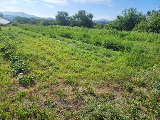 박병한님의 고구마 · 영농일지 작성글 사진