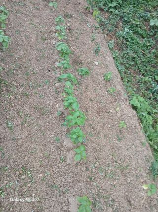 김명자님의 기타작물 · 영농일지 작성글 사진