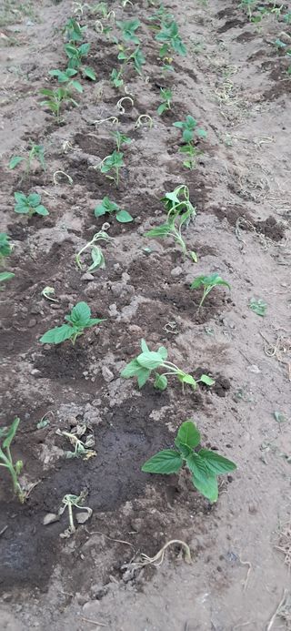 지리산마담 록원뜰님의 기타작물 · 영농일지 작성글 사진