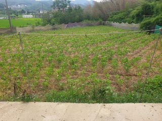 박석중님의 기타작물 · 영농일지 작성글 사진