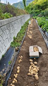 팜모닝 기타작물·영농일지 게시글 이미지