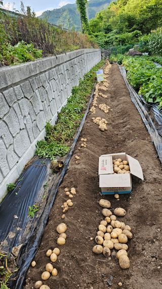 올산한봉벌꿀송이능이님의 기타작물 · 영농일지 작성글 사진