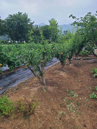 만청님의 자두 · 영농일지 작성글 사진