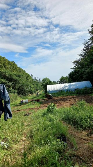 초보 구찌뽕님의 감자 · 영농일지 작성글 사진