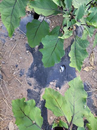 이시형님의 기타작물 · 영농일지 작성글 사진