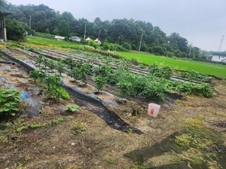 트랜스지방님의 고추 · 영농일지 작성글 사진