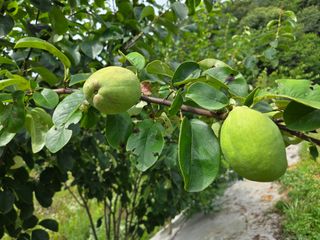 강호지인님의 기타작물 · 영농일지 작성글 사진