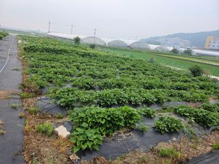 코스모스뚱님의 들깨 · 영농일지 작성글 사진