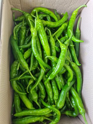 참깨16081님의 고추 · 영농일지 작성글 사진