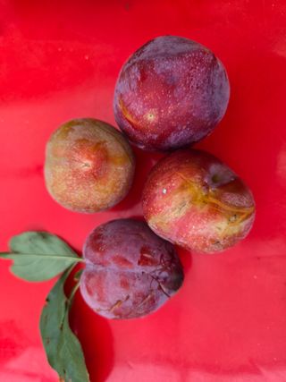 강호지인님의 기타작물 · 영농일지 작성글 사진