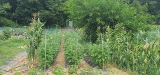 박상중님의 배 · 영농일지 작성글 사진