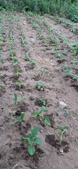 팜모닝 기타작물·영농일지 게시글 이미지