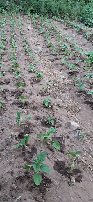 지리산마담 록원뜰님의 기타작물 · 영농일지 작성글 사진