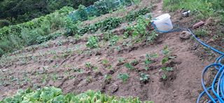 지리산마담 록원뜰님의 기타작물 · 영농일지 작성글 사진