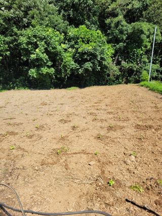 뚜비맘님의 들깨 · 영농일지 작성글 사진