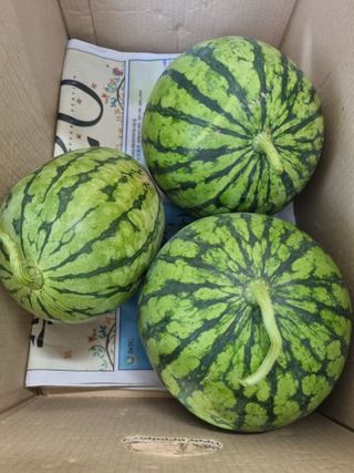 참깨16081님의 고추 · 영농일지 작성글 사진