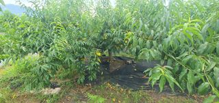 박상중님의 배 · 영농일지 작성글 사진