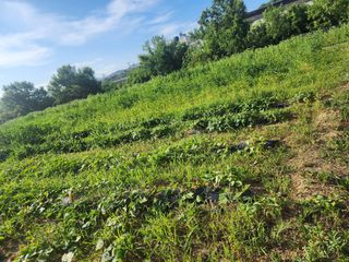 박병한님의 고구마 · 영농일지 작성글 사진