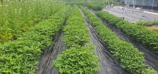 박상중님의 배 · 영농일지 작성글 사진