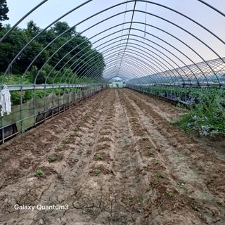 김진영님의 들깨 · 영농일지 작성글 사진