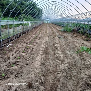 김진영님의 들깨 · 영농일지 작성글 사진