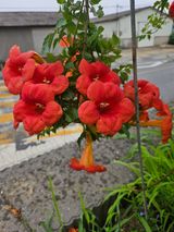 팜모닝 기타작물·영농일지 게시글 이미지