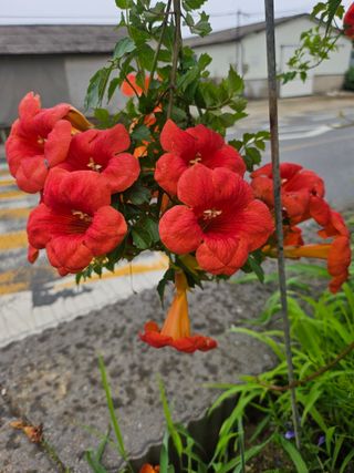 휘성님의 기타작물 · 영농일지 작성글 사진