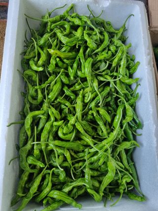 참깨16081님의 고추 · 영농일지 작성글 사진