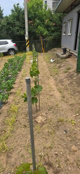 팜모닝 기타작물·영농일지 게시글 이미지