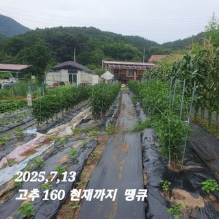 시민농장님의 고추 · 영농일지 작성글 사진