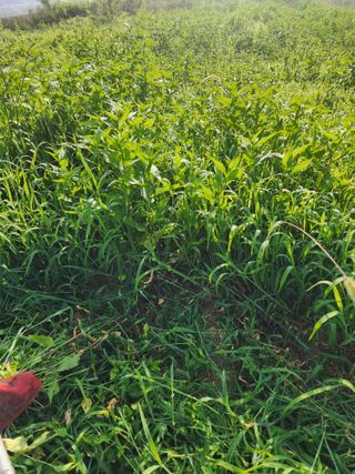 박병한님의 고구마 · 영농일지 작성글 사진