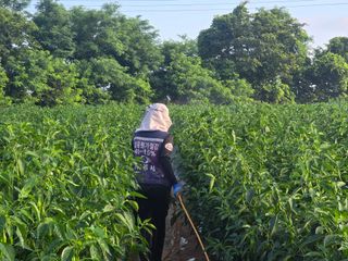 박수열님의 고추 · 영농일지 작성글 사진