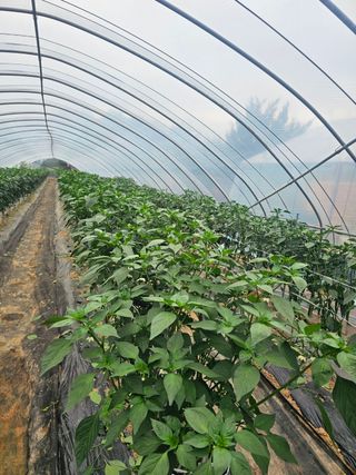 이한호님의 기타작물 · 영농일지 작성글 사진