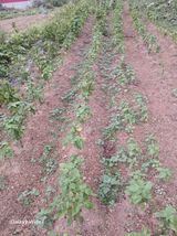 팜모닝 기타작물·영농일지 게시글 이미지