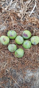 팜모닝 기타작물·영농일지 게시글 이미지